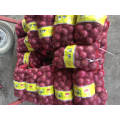 Chinese New Crop Fresh Red Onion 10kg Mesh Bag Package/Shallot